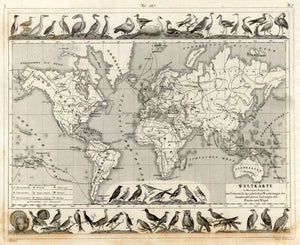 (World - Thematic) Weltkarte...und Vogel