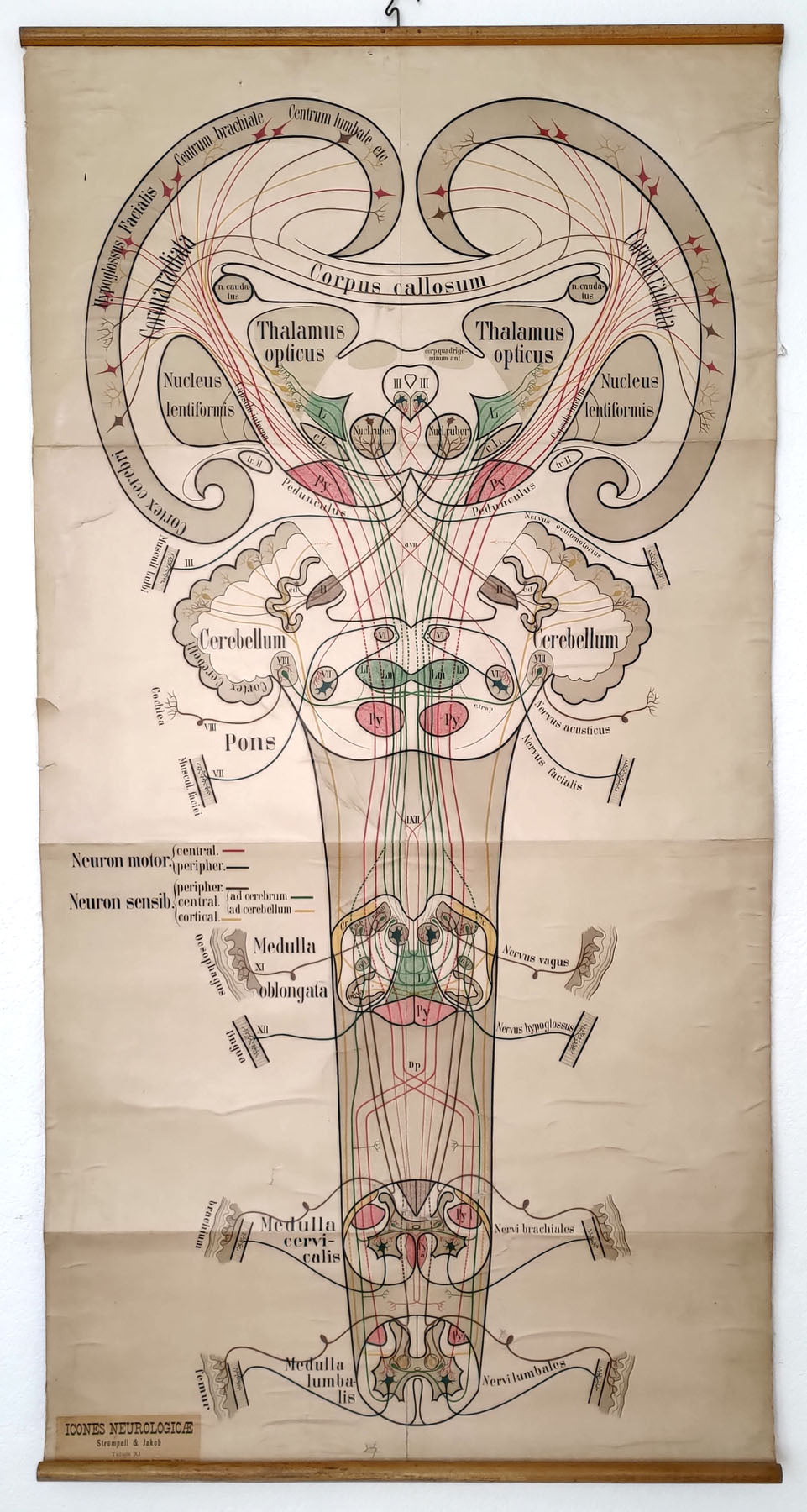 (Thematic - Neurological) Icones Neurologicae... Tabula XI.